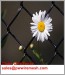 PVC Coated Chain Link Fence