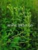 Stevia Extract