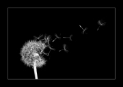 Dandelion Picture 2