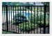 iron ornamental fence