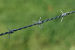 barbed wire fencing