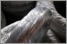 Hot -dipped Galvanized Iron Wire