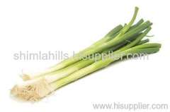 Fresh Green Onion