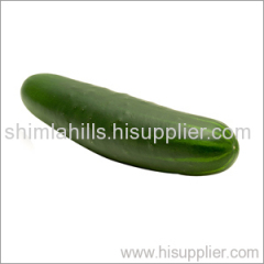 Fresh Cucumber