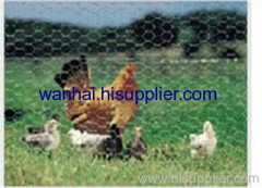 Galvanized Chicken wire Mesh