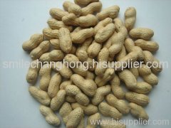 Chinese peanut in shell