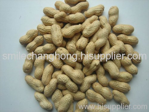 Chinese peanut in shell