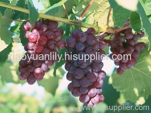 Grape seed Extract Artemisia annua L