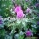 Red Clover Extract Peony Root