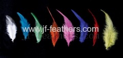 Fancy Feathers