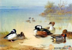 Bird Oil Paintings