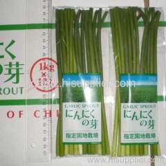 garlic sprout
