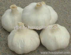 pure white garlic