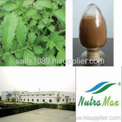 Chicory Root Extract 10:1