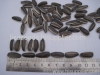 black sunflower seeds