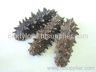 Dried Sea Cucumber