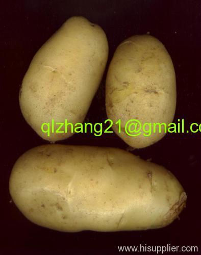 Chinese Holland potato
