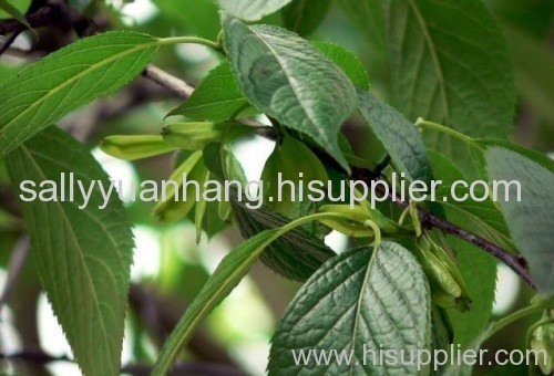 Eucommia Leaf Extract