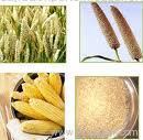 sugar cane molasses,leather products,ethanol,food grains,salt,cement,finished leather