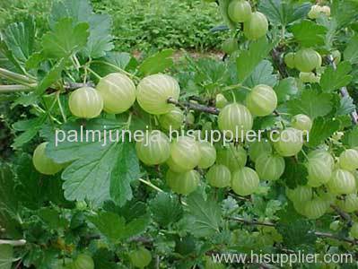 Amla (Emblica Officinalis) Extract