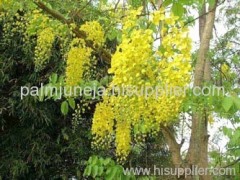 Amaltas (Cassia Fistuls) Extract