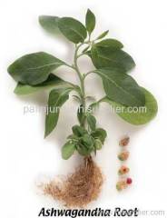 Ashwagandha Withania Somnifera Extract