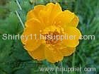 Trollius chinensis P.E.