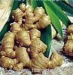 Ginger Root P.E.