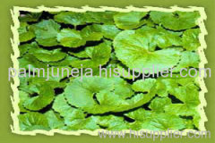 Bhrami (Centella Asiatica) Extract