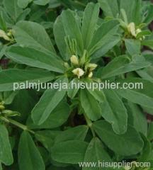 Fenugreek (Trigoenlla Foenum) Extract