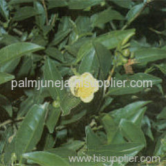 Green Tea (Camellia Sinensis) Extract