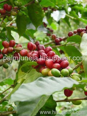 Green Coffee (Coffea Arabica) Extract