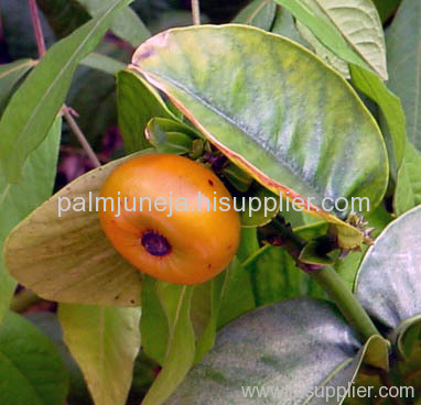 Mangosteen (Garcinia Mangostana) Extract