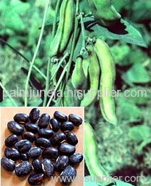 Mucuna Pruriens Extract