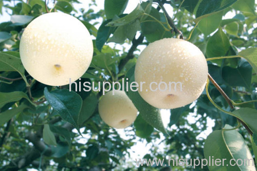 crown pear
