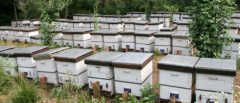 nanjing lishui chngli bees product CO., LTD