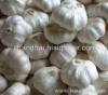 white garlic