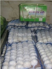 1kg garlic in 10kg/mesh bag