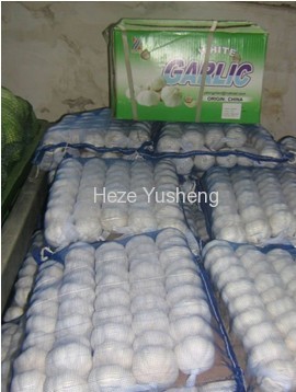 1kg garlic in 10kg/mesh bag