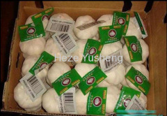 garlic from China