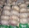 China fresh garlic