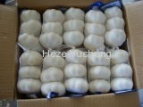 Shandong fresh garlic