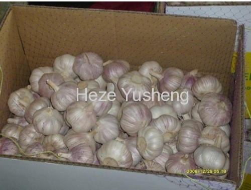 5pcs China fresh garlic