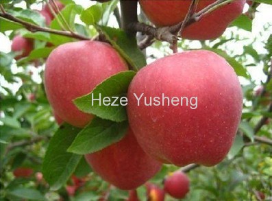 China fresh apple