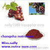 Grape seed Extract 95% OPC/ Polyphenols
