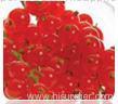 IQF Frozen Red Currant