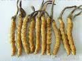 cordyceps