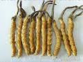 cordyceps sinesis