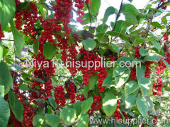 Schisandra Chinensis P.E