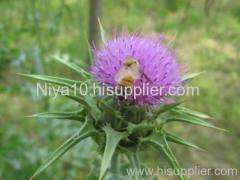 Milk Thistle P.E.